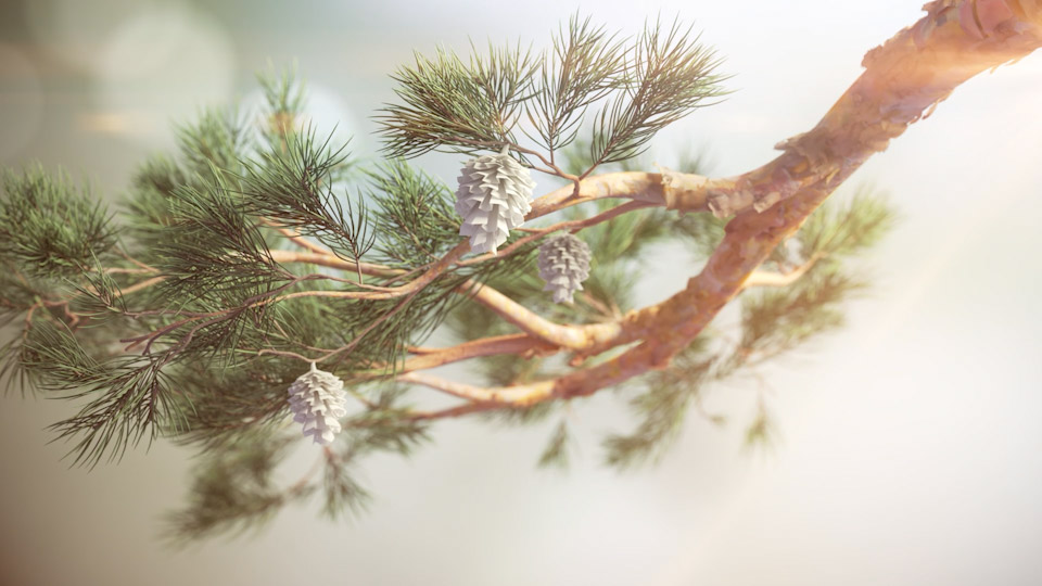 Pine tree branch in 3d. Animated for film by Magoo Animation.