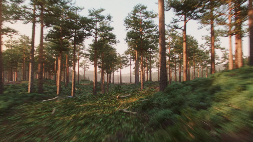 CG wood, 3d animation of forest for a commercial. Production company Magoo Animation